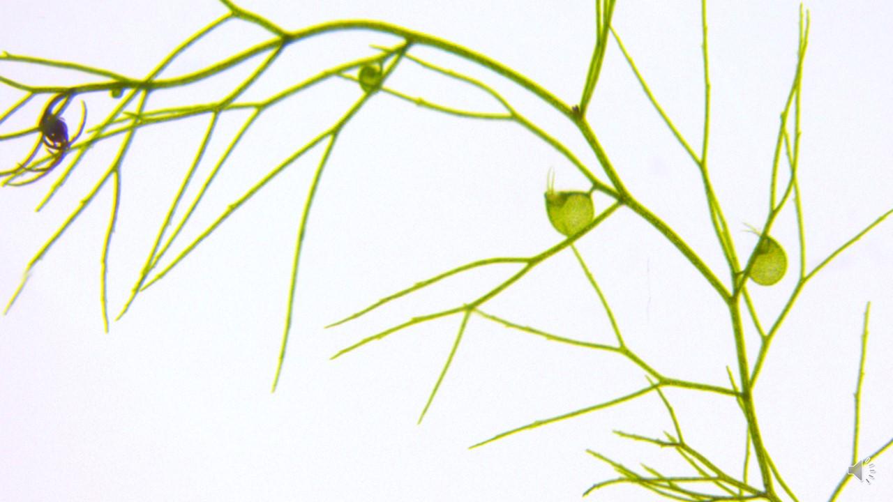 The aquatic carnivorous plant Utricularia gibba that Chris Whitewoods developed as a model plant for further research.