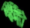 cyanobacteria-fluoresce