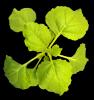 Tobacco-plant