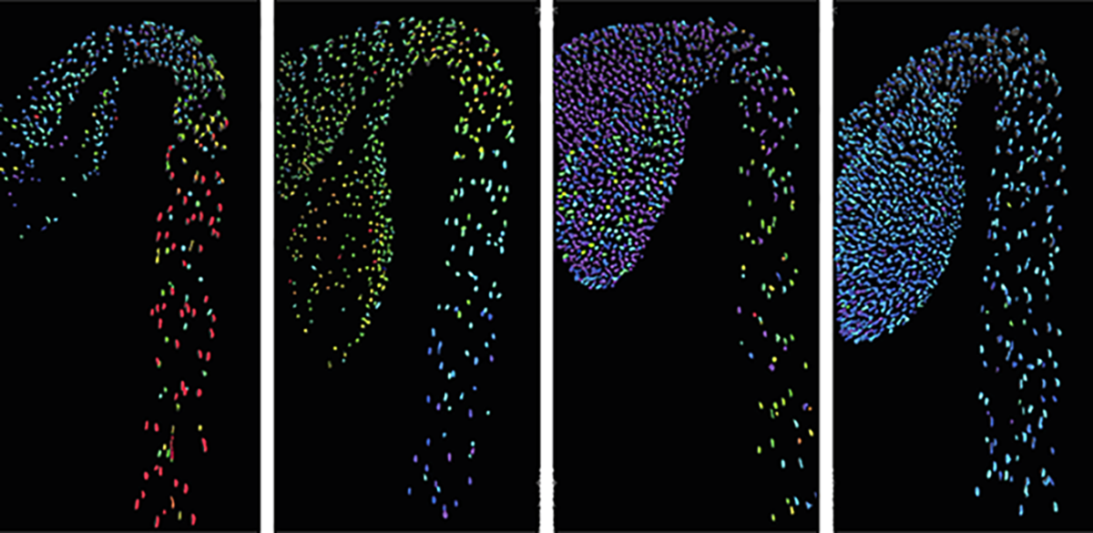 Visualising plant hormones using biosensors in an etiolated Arabidopsis seedling.