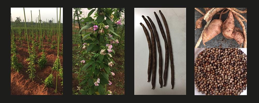 Images of African Yam Bean growing in field, close-up of plant with flowers, pods, tubers and beans. Images by Ademola Aina (IITA)