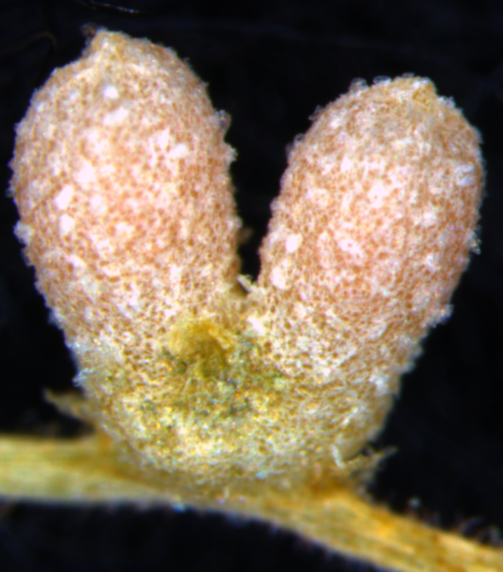 Mature symbiotic root nodule in the legume Medicago truncatula, a model for temperate crops species such as pea, accommodating beneficial nitrogen-fixing bacteria that provide the plant with nitrogen.