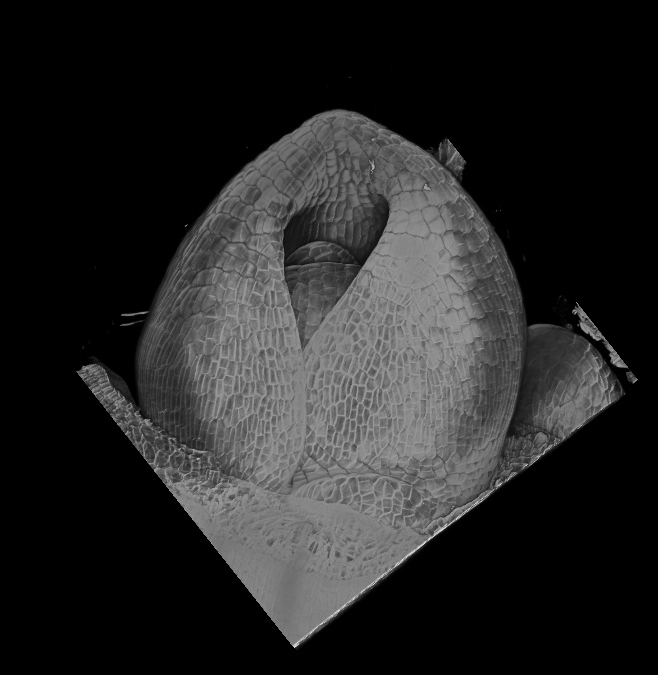 3D reconstruction of barley meristem using Flip-Flap protocol 3D reconstruction of barley meristem using Flip-Flap protocol