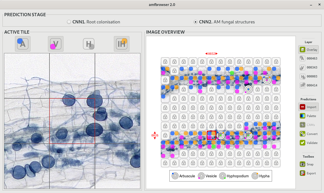 AMFinder interface: AMFinder is used either to predict fungal colonisation and intraradical hyphal structures within plant root images (prediction mode), or to train AMFinder neural networks (training mode). AMFinder interface: AMFinder is used either to predict fungal colonisation and intraradical hyphal structures within plant root images (prediction mode), or to train AMFinder neural networks (training mode).
