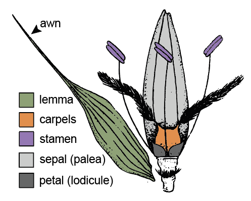 Graphic by Jennie Nguyen.