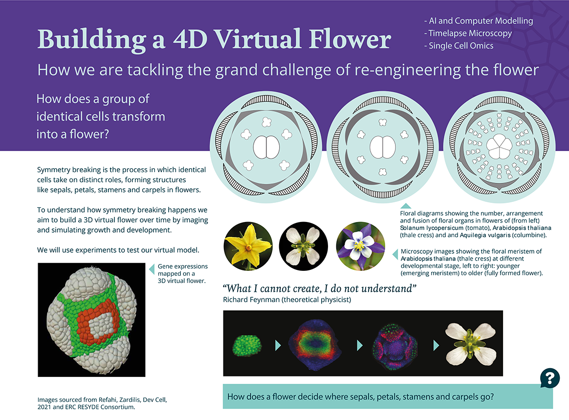 Poster summary of a research project to understand how identical cells take on distinct roles, forming structures like sepals, petals, stamens and carpels in flowers. Poster summary of a research project to understand how identical cells take on distinct roles, forming structures like sepals, petals, stamens and carpels in flowers.