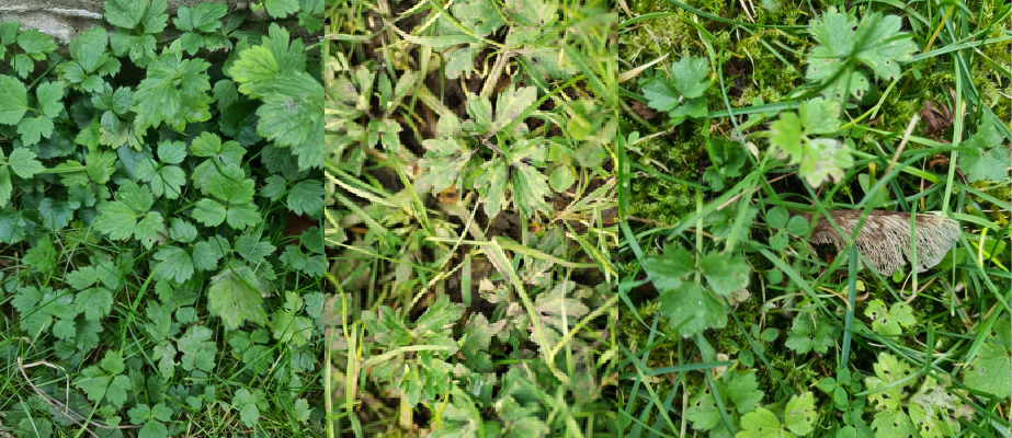 Examples of creeping buttercup Examples of creeping buttercup