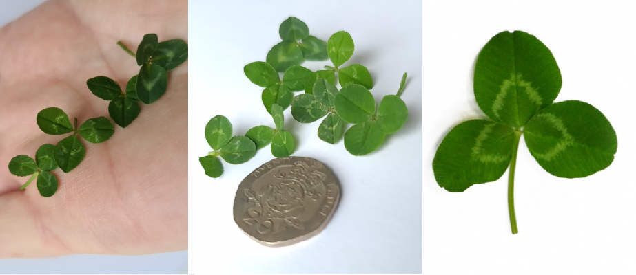 Clove-up images of white clover leaflets Clove-up images of white clover leaflets