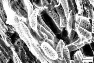 SEM of the inner face of coconut endocarp taken using the BackScatter Detector in Variable Pressure (VP) mode. The endocarp consists of densely packed cells with secondary walls arranged in patterns.