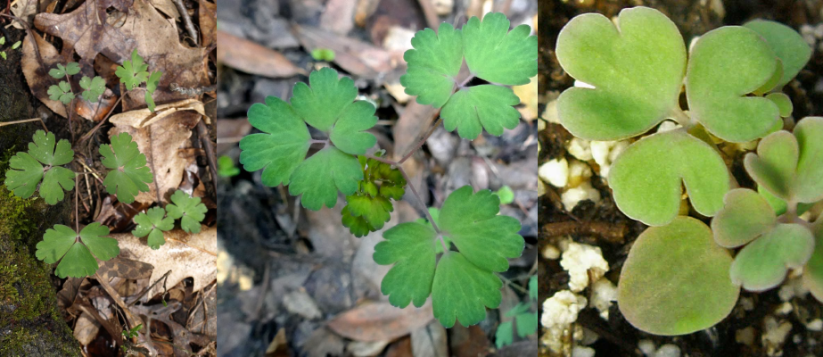 xamples of seedlings of columbine (Aquilegia) Examples of seedlings of columbine (Aquilegia)