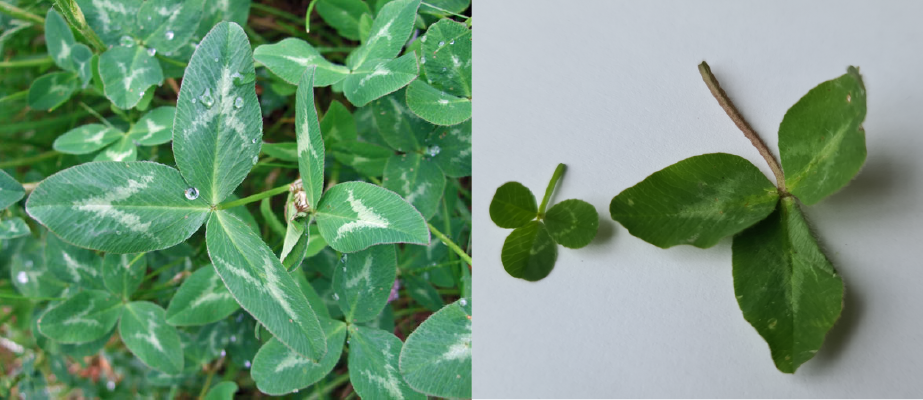 Crimson clover leaflets Crimson clover leaflets