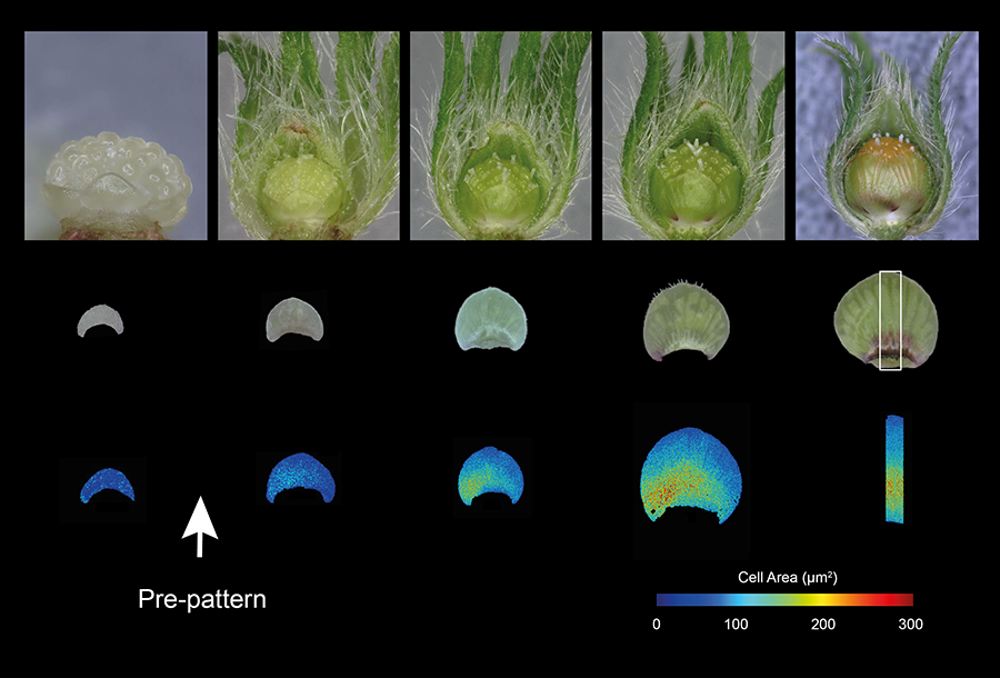 Colour map of the cell area across the adaxial epidermis (top surface) of Hibiscus trionum petals during early developmental stages. 