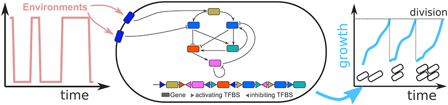 Graphical representation of evolution of gene regulation Graphical representation of evolution of gene regulation