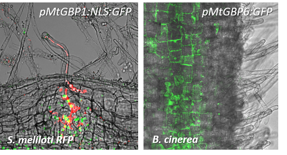 Expression pattern of MtGBP1 and MtGBP6 upon inoculation with symbiotic rhizobia Sinorhizobium meliloti and necrotrophic fungal pathogen Botrytis Cinerea, respectively. Expression pattern of MtGBP1 and MtGBP6 upon inoculation with symbiotic rhizobia Sinorhizobium meliloti and necrotrophic fungal pathogen Botrytis Cinerea, respectively