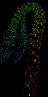 Biosensor imaging of a seedling, measuring how the concentrations of the plant hormone gibberellin change as the plant grows. Credit: Annalisa Rizza. Biosensor imaging of a seedling, measuring how the concentrations of the plant hormone gibberellin change as the plant grows. Credit: Annalisa Rizza.