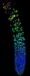 Biosensor imaging of root tip measuring GA gradient, showing a substantial GA increase in the elongation zone. Biosensor imaging of root tip measuring GA gradient, showing a substantial GA increase in the elongation zone.