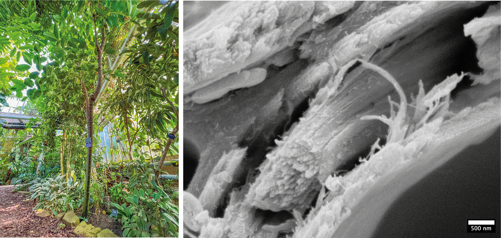 Gnetum gnemon growing in the glasshouse of the Cambridge University Botanic Garden and the secondary cell wall ultrastructure as seen under a cryo-SEM Gnetum gnemon growing in the glasshouse of the Cambridge University Botanic Garden and the secondary cell wall ultrastructure as seen under a cryo-SEM