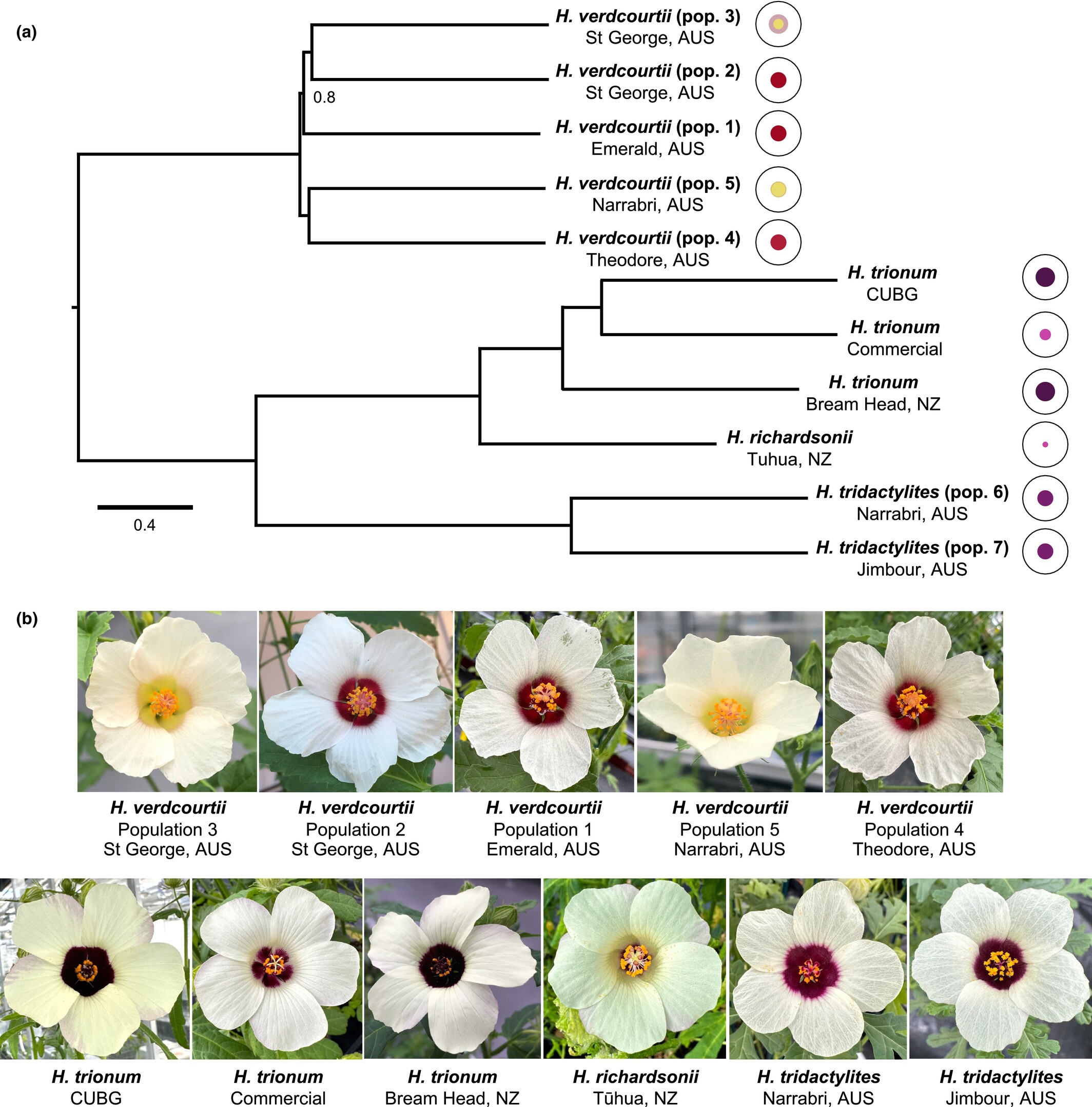 Phylogenetic relationships between the Hibiscus species of the Trionum complex. (a) Phylogenetic tree highlighting relationships between species and populations. Unless stated, all nodes are perfectly supported. Branch lengths are shown in coalescent unit