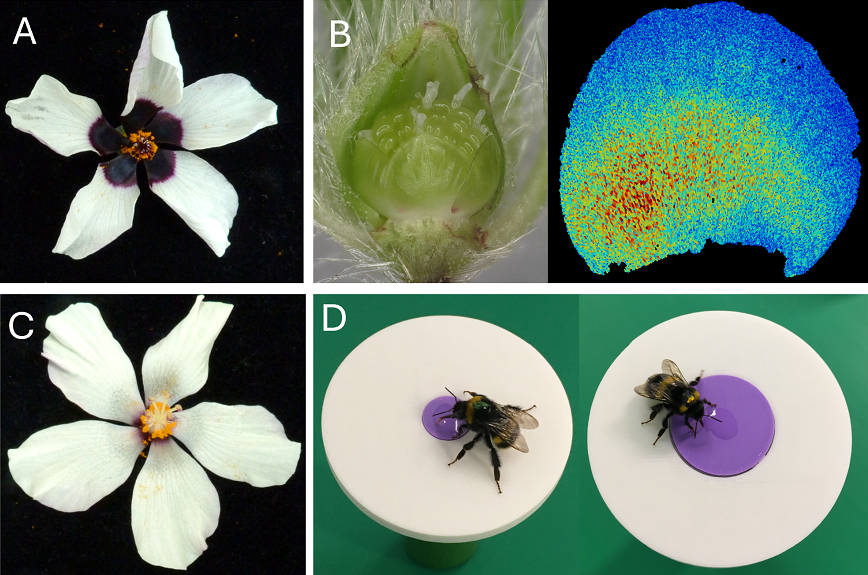 We tested bumblebees with artificial flowers mimicking Hibiscus richardsonii (small bullseye) and Hibiscus trionum (medium bullseye) and found that bumblebees preferred the medium-sized bullseye. Image credits: Lucie Riglet.