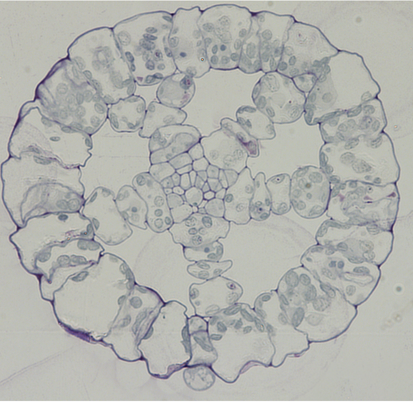 – Intercellular air spaces within the leaf of U. gibba. Large leaf air spaces like these allow aquatic plants to float. – Intercellular air spaces within the leaf of U. gibba. Large leaf air spaces like these allow aquatic plants to float.