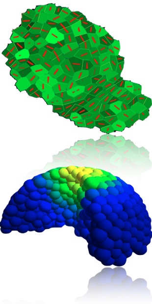 Principal stress direction (top) and CLV3 expression (bottom) in computational meristem simulations Principal stress direction (top) and CLV3 expression (bottom) in computational meristem simulations.