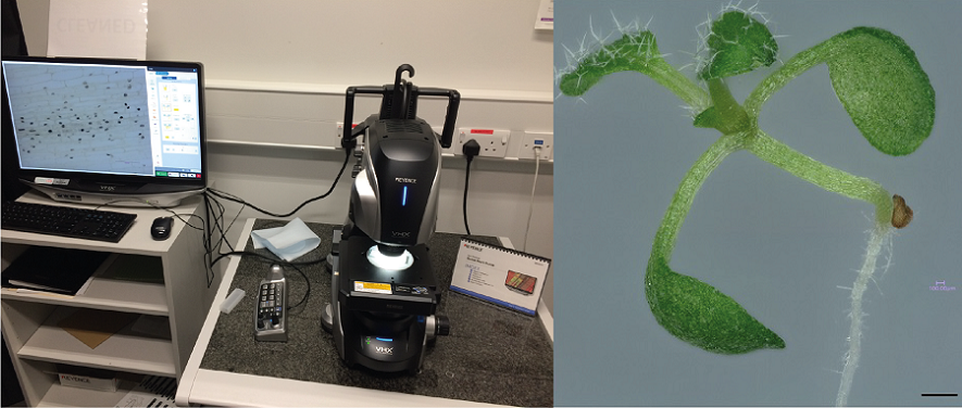 Keyence VHX 7000 microscopy (left) and image of an Arabidopsis seedling taken by the microscope (right) Keyence VHX 7000 microscopy (left) and image of an Arabidopsis seedling taken by the microscope (right)