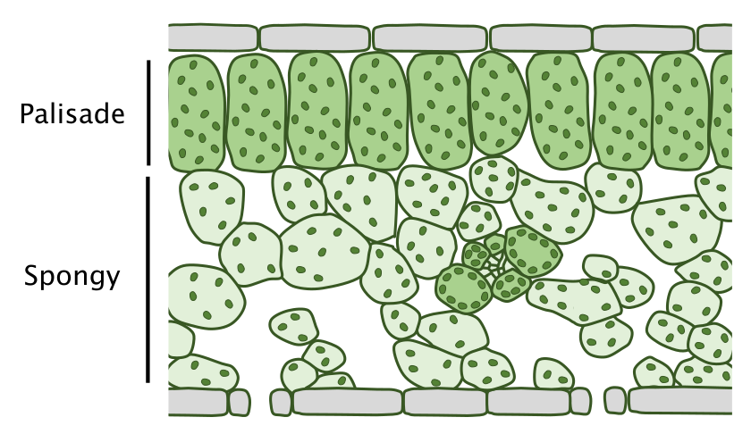 Leaf cross-section diagram showing location of palisade and spongy mesophyll cells. Graphic by Chris Whitewoods. Leaf cross-section diagram showing location of palisade and spongy mesophyll cells. Graphic by Chris Whitewoods.
