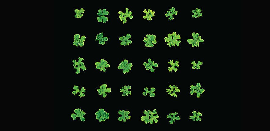 Marchantia polymorphas grown on plates. Image by David Hoey. Marchantia polymorphas grown on plates. Image by David Hoey.