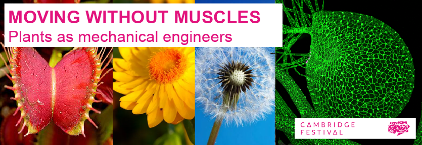 Images of venus flytrap, flower of Xerochrysum bracteatum (Bracted Strawflower), danelion seedhead and bladderwort Images of venus flytrap, flower of Xerochrysum bracteatum (Bracted Strawflower), danelion seedhead and bladderwort