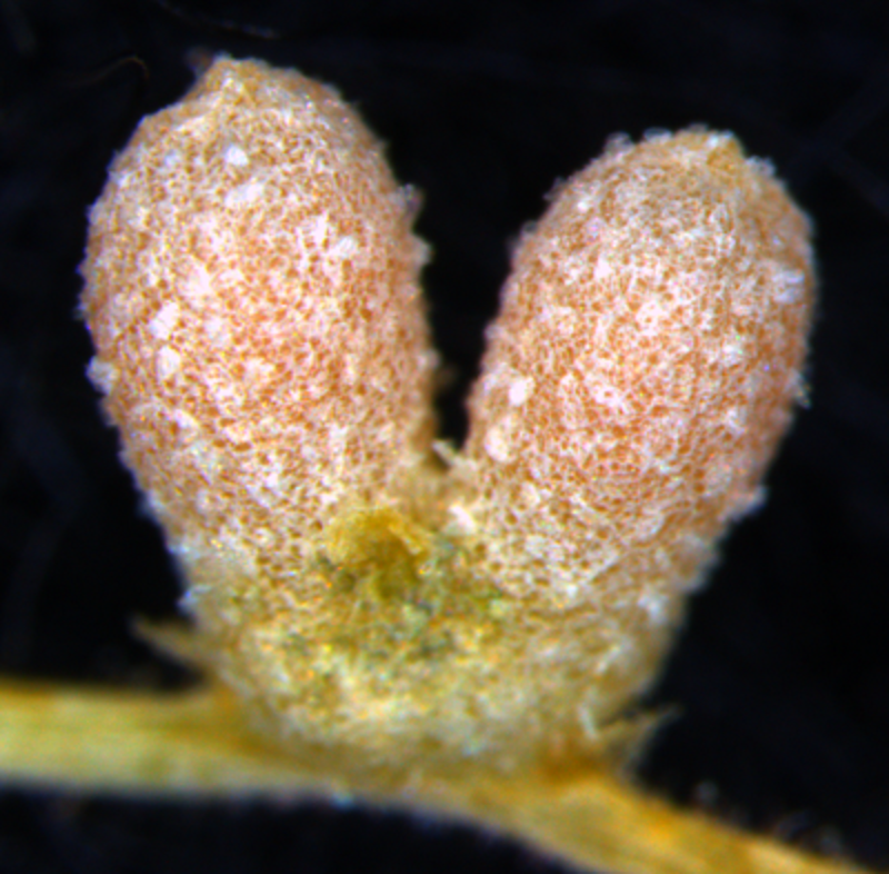 Nodules on the roots of the legume Medicago truncatula, which provide a home for symbiotic nitrogen-fixing bacteria called rhizobia. Image by Katharina Schiessl. Nodules on the roots of the legume Medicago truncatula, which provide a home for symbiotic nitrogen-fixing bacteria called rhizobia. Image by Katharina Schiessl.