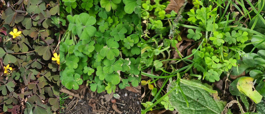 Common oxalis and creeping wood sorrel plants Common oxalis and creeping wood sorrel plants