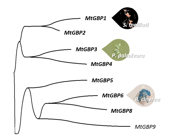 Partial phylogenetic tree of Medicago a β-glucan-binding protein (GBP) gene family. Partial phylogenetic tree of Medicago a β-glucan-binding protein (GBP) gene family