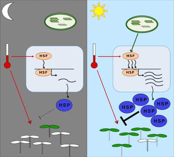 Plant heat stress signalling graphic Plant heat stress signalling graphic