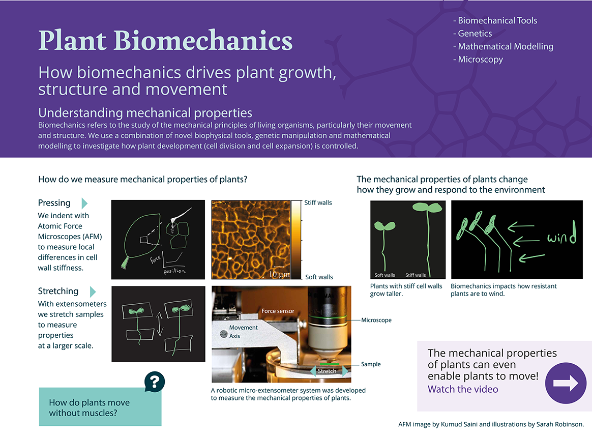 Poster about how biomechanics drives plant growth, structure and movement Poster about how biomechanics drives plant growth, structure and movement