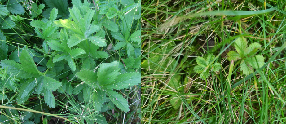 Silverleaf and other creeping plants in Rosacea family are commonly found in lawns