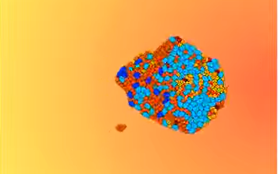 Multicellular clusters migrate along a chemoattracting gradient, and cells within the cluster replicate - generating protodevelopmental patterns. Multicellular clusters migrate along a chemoattracting gradient, and cells within the cluster replicate - generating protodevelopmental patterns.