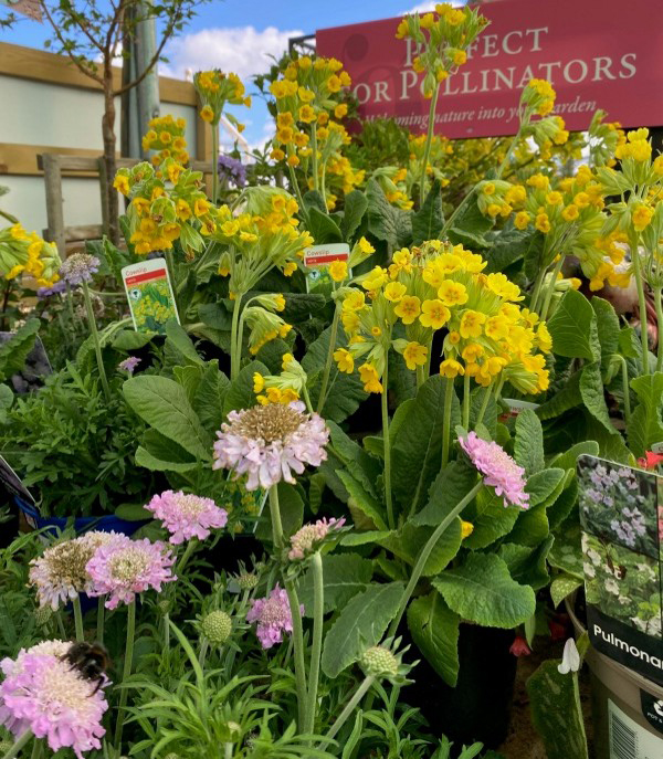 Pollinator friendly plants at Oakington Garden Centre