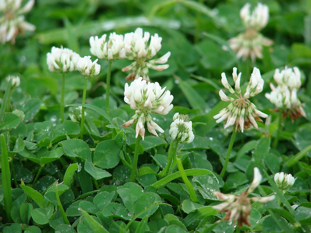 Trifolium repens (flowers and leaves). Credit Forest & Kim Starr. CC Trifolium repens (flowers and leaves). Credit Forest & Kim Starr. CC