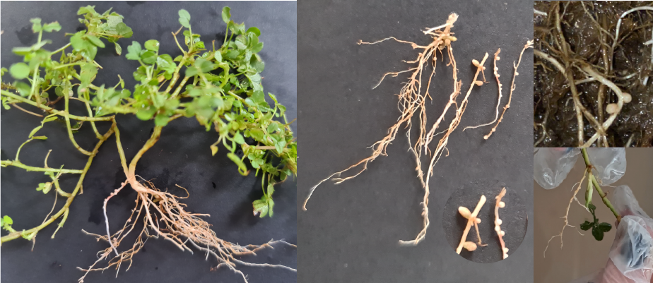 White clover roots with nodules White clover roots with nodules