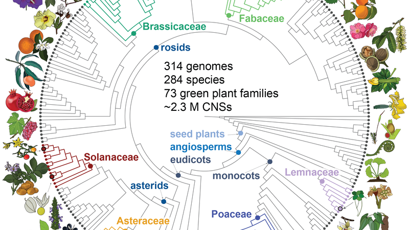 Phylogeny of the 284 species of plants included in Conservatory data set. Conservatory uncovered ~2.3 million conserved non-coding DNA sequences across 284 plant species from 72 families including eudicots, monocots, gymnosperms, and algae.
