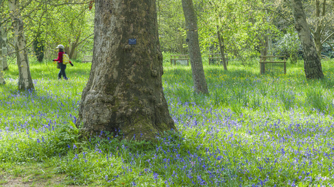 A carpet of flowering bluebells located beneath large deciduous trees in Cambridge University Botanic Garden.