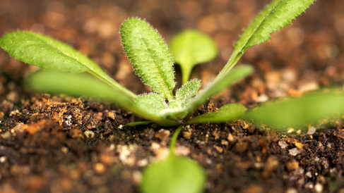 Close-up of young Arabidopsis thaliaia at the rosette stage growing in compost.