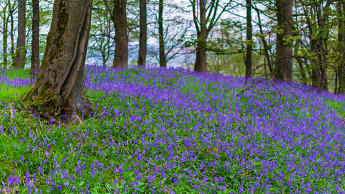 Bluebell flowering in woodland on gentle slope of deciduous trees