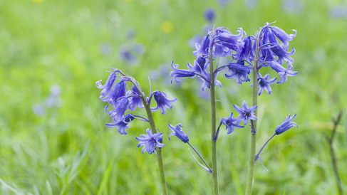 Hybrid bluebells can be identified by their more upright flowers, with flowers all around the scape (leafless flowering stem) and wider leaves. Image by Howard Rice.