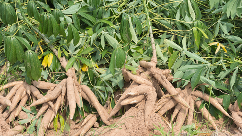 Cassava roots freshly dug and sitting in sun to dry.