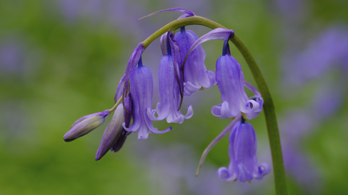 Close-up of a single English bluebell with its distinctive nodding flower head.