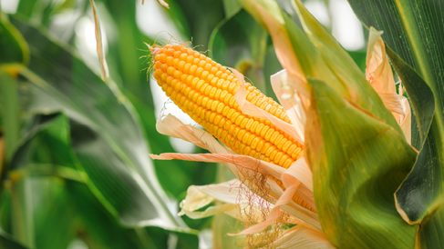 Close-up of a ripe yellow corn cob still attached to the plant, partially husked to reveal rows of kernels, surrounded by green leaves in a field.