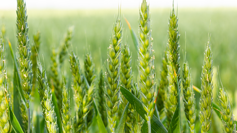 Close-up of green wheat ears developing in a field, with tightly packed grains on upright spikes surrounded by blurred foliage.
