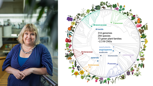 Professor Madelaine Bartlett standing in the Sainsbury Laboratory Cambridge University building with laboratories in background and a diagram of the phylogeny of the 284 species of plants included in Conservatory data set. 