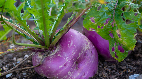 Purple turnip in garden bed